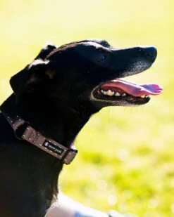 Snow Peak Grey with Black Neoprene Lining – Adjustable Training SP Slip Collar 7 Snow Peak Grey with Black Neoprene Lining – Adjustable Training SP Slip Collar -Snow Peak Shop dog collar pt 110 lifestyle 04 web